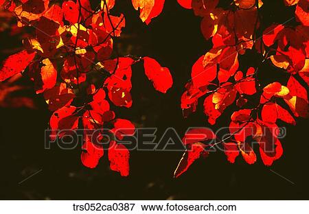 Fall, colored leaves on branch View Large Photo Image Stock Photo - Fall, colored leaves on branch. Fotosearch