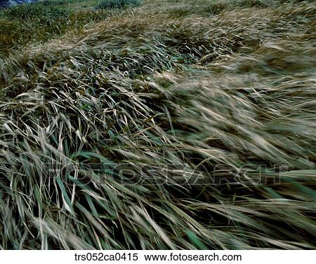 Fall, fallen plants View Large Photo Image Stock Photography - Fall, fallen plants. Fotosearch