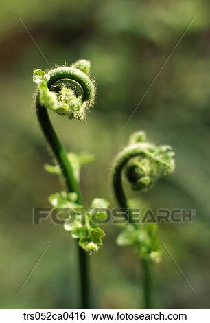 spring, close up of braken View Large Photo Image Stock Photograph - spring, close up of braken. Fotosearch