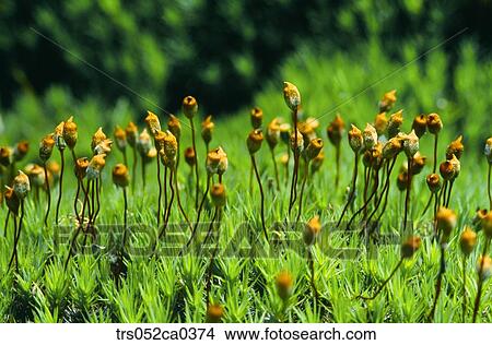 Spring, close up of Moss View Large Photo Image Picture - Spring, close up of Moss. Fotosearch