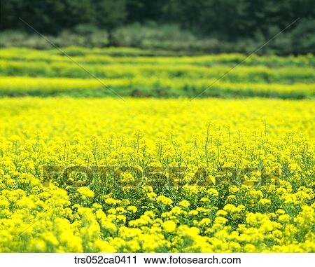 spring, full bloom of yellow flowers View Large Photo Image Stock Image - spring, full bloom of yellow flowers. Fotosearch