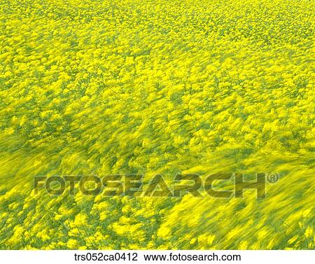 spring, full bloom of yellow flowers View Large Photo Image Stock Image - spring, full bloom of yellow flowers. Fotosearch