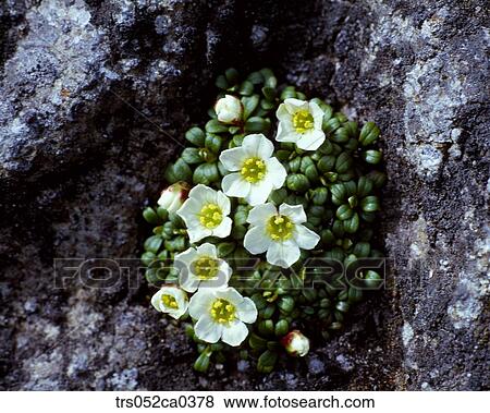 Spring, Japanese apricot between rocks View Large Photo Image Stock Photo - Spring, Japanese apricot between rocks. Fotosearch