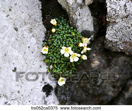 Spring, Japanese apricot between rocks View Large Photo Image Stock Photography - Spring, Japanese apricot between rocks. Fotosearch