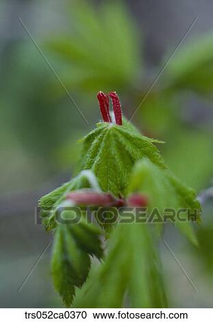 Stock Image - summer, close up of flowers. Fotosearch