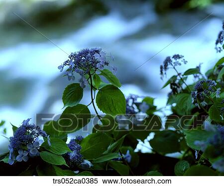 summer, close up of hydrangea View Large Photo Image Stock Photography - summer, close up of hydrangea. Fotosearch