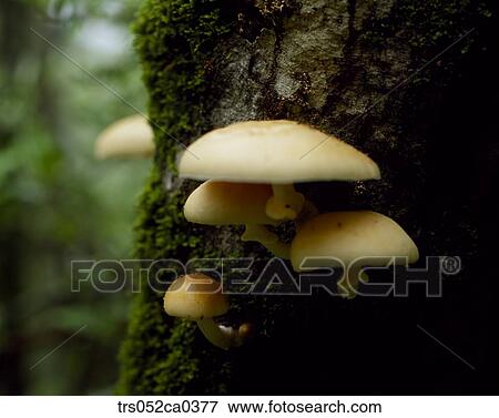 summer, close up of mushroom View Large Photo Image Stock Photo - summer, close up of mushroom. Fotosearch