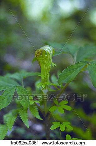 Stock Image - summer, closeup of plant. Fotosearch