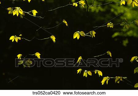 Summer, colored leaves in branch View Large Photo Image Stock Image - Summer, colored leaves in branch. Fotosearch