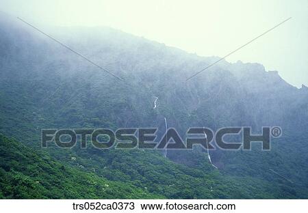 summer, forest with misty fall View Large Photo Image Stock Image - summer, forest with misty fall. Fotosearch