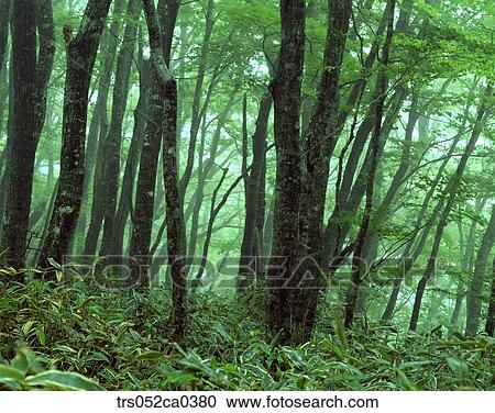 summer, heavy forest View Large Photo Image Stock Image - summer, heavy forest. Fotosearch