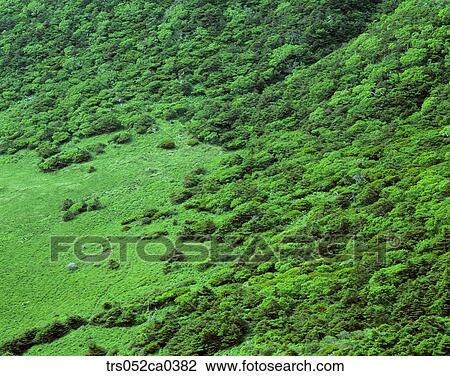 summer, heavy forest View Large Photo Image Stock Image - summer, heavy forest. Fotosearch