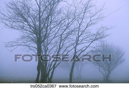 Stock Photo - summer, trees in the misty forest . Fotosearch
