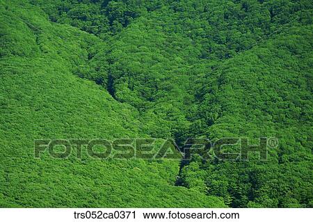 summer, valley of Forest View Large Photo Image Stock Image - summer, valley of Forest. Fotosearch