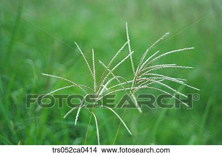 summerl, close up of plants View Large Photo Image Picture - summerl, close up of plants. Fotosearch