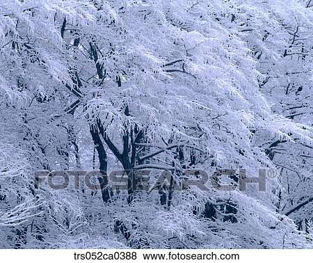 winter, branch covered with snow View Large Photo Image Stock Photo - winter, branch covered with snow. Fotosearch