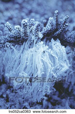 Stock Image - winter, close up image. Fotosearch