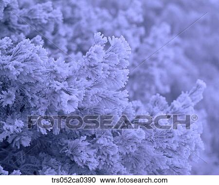 winter, close up image View Large Photo Image Stock Image - winter, close up image. Fotosearch