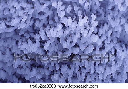 winter, close up image View Large Photo Image Stock Photo - winter, close up image. Fotosearch