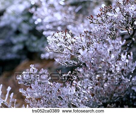 Stock Photo - winter, close up image. Fotosearch