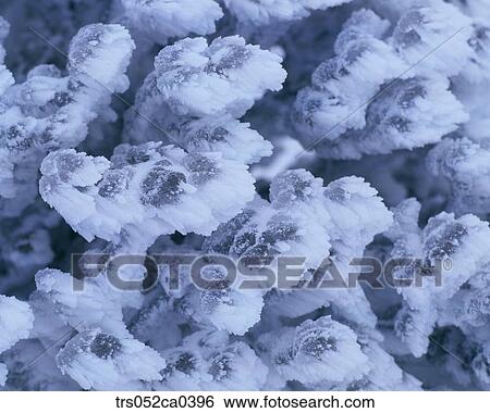 winter, close up image View Large Photo Image Stock Photograph - winter, close up image. Fotosearch