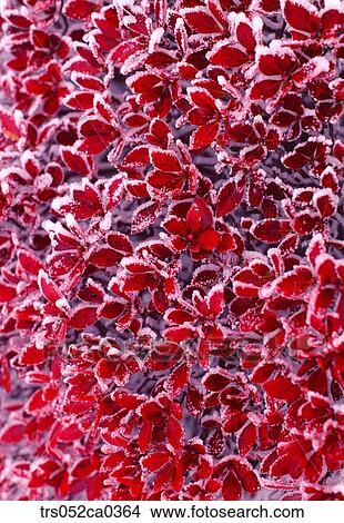 Picture - winter, close up of flower. Fotosearch