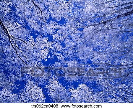 winter, close up of snow covered forest View Large Photo Image Stock Photo - winter, close up of snow covered forest. Fotosearch