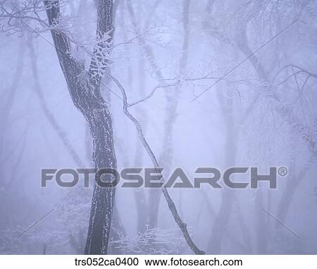 Stock Image - winter, closeup of snow covered branch. Fotosearch