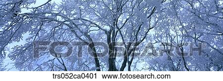 winter, closeup of snow covered branch View Large Photo Image Stock Image - winter, closeup of snow covered branch. Fotosearch