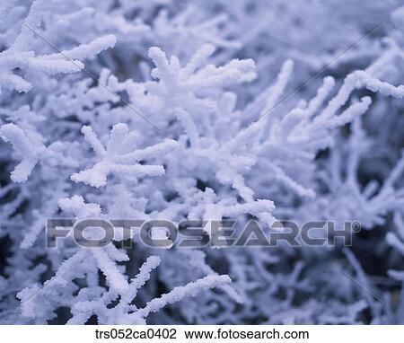 Stock Image - winter, closeup of snow covered branch. Fotosearch