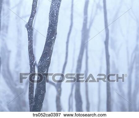 winter, closeup of snow covered branch View Large Photo Image Stock Photo - winter, closeup of snow covered branch. Fotosearch