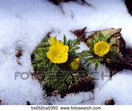 winter, melting ice on the plants View Large Photo Image Stock Image - winter, melting ice on the plants. Fotosearch