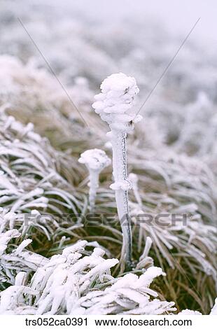 winter, snow covered blade View Large Photo Image Stock Image - winter, snow covered blade. Fotosearch