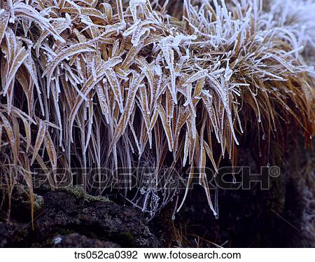 winter, snow covered blade View Large Photo Image Stock Image - winter, snow covered blade. Fotosearch