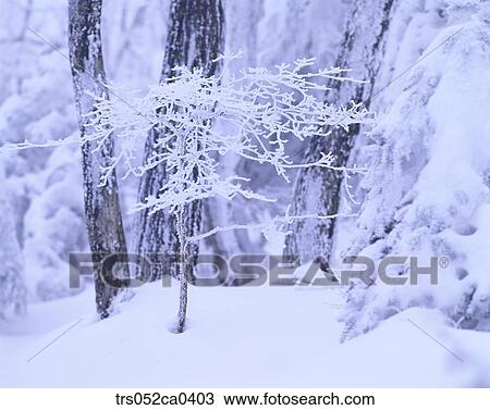 winter, snow covered branch View Large Photo Image Stock Image - winter, snow covered branch. Fotosearch