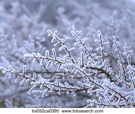 winter, snow covered branch View Large Photo Image Stock Photography - winter, snow covered branch. Fotosearch