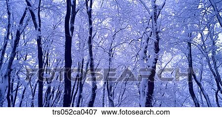 winter, snow covered forest View Large Photo Image Stock Photo - winter, snow covered forest. Fotosearch