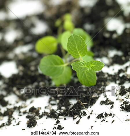 Apple mint on soil, Herbal tea View Large Photo Image Picture - Apple mint on soil, Herbal tea. Fotosearch