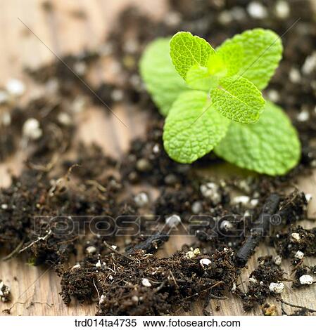 Apple mint on soil, Herbal tea View Large Photo Image Stock Photography - Apple mint on soil, Herbal tea. Fotosearch