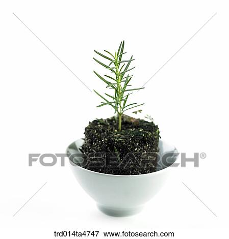 applemint in the plates, herb View Large Photo Image Stock Photo - applemint in the plates, herb. Fotosearch