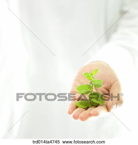 Applemint on the hands, herb View Large Photo Image Stock Photography - Applemint on the hands, herb. Fotosearch