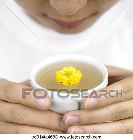 Aroma of Chrysanthemum tea, art of tea making View Large Photo Image Stock Image - Aroma of Chrysanthemum tea, art of tea making. Fotosearch