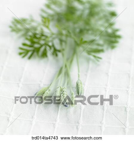 Bud of lavender, Herb View Large Photo Image Stock Image - Bud of lavender, Herb. Fotosearch