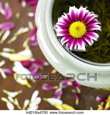 Chrysanthemum flower on the teacup View Large Photo Image Stock Image - Chrysanthemum flower on the teacup. Fotosearch