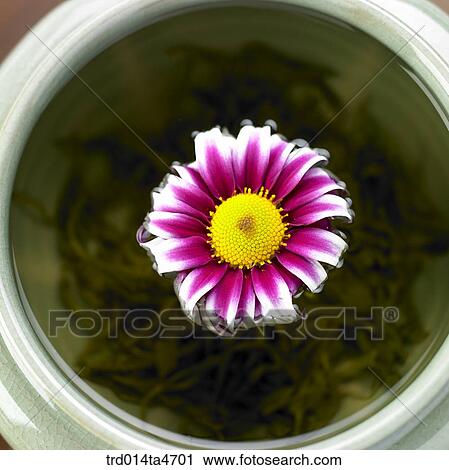 Chrysanthemum flower on the teacup View Large Photo Image Stock Image - Chrysanthemum flower on the teacup. Fotosearch