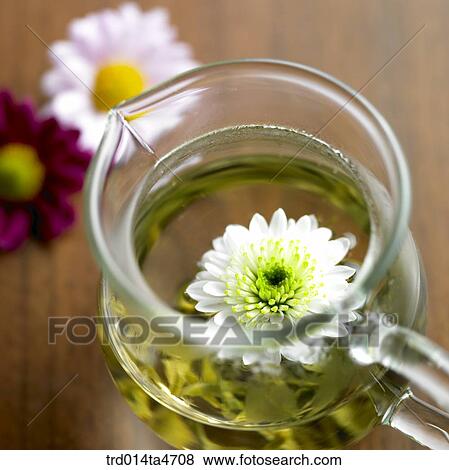 Chrysanthemum flower on the teacup, Chinese tea and Japanese tea View Large Photo Image Stock Photo - Chrysanthemum flower on the teacup, Chinese tea and Japanese tea. Fotosearch