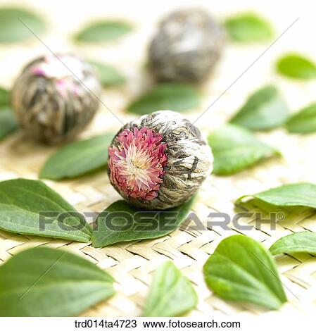 Close up image of Chrysanthemum leaf tea, tea View Large Photo Image Stock Image - Close up image of Chrysanthemum leaf tea, tea . Fotosearch