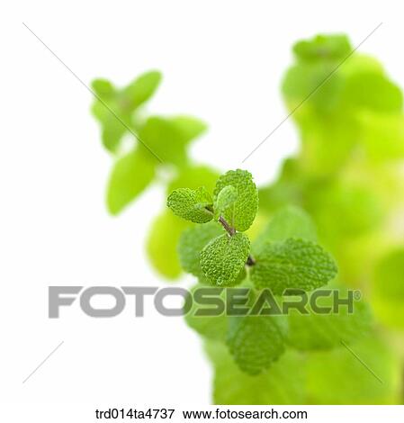 Close up of applemint and herb View Large Photo Image Stock Photo - Close up of applemint and herb. Fotosearch