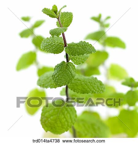 Stock Photo - Close up of applemint and herb. Fotosearch
