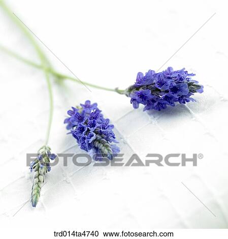 Stock Image - Close up of lavender, Herb. Fotosearch